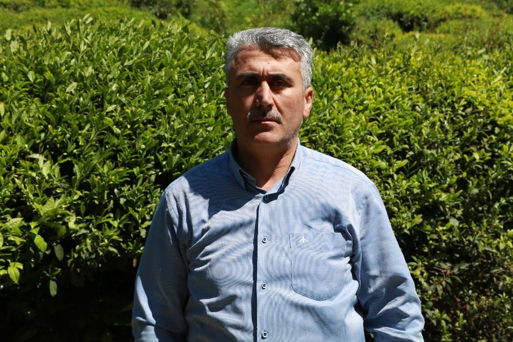 Rize’de yaş çay toplama sezonunun bir hafta içinde başlaması bekleniyor 
