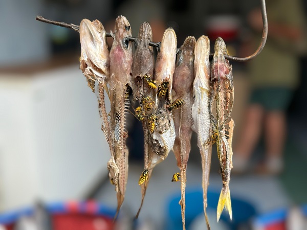 Rizeli balıkçıdan pratik çözüm! Bu yöntemle arılara göz hakkı ayırdı