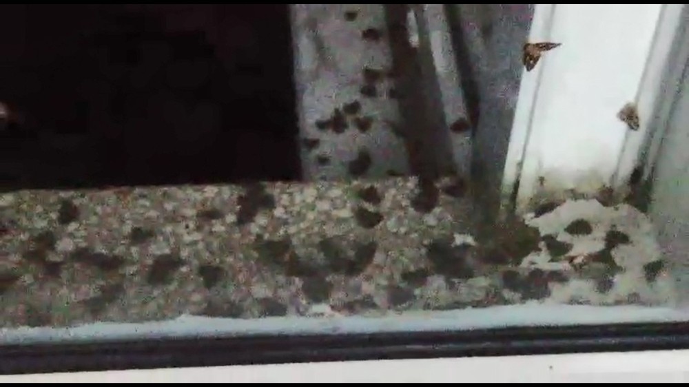 Rizeli’nin ’Vampir Kelebek’ ile imtihanı bitmiyor 