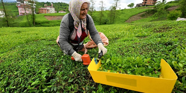 Rize'nin 4 aylık çay ihracatı: 5,9 milyon dolarlık kazanç!