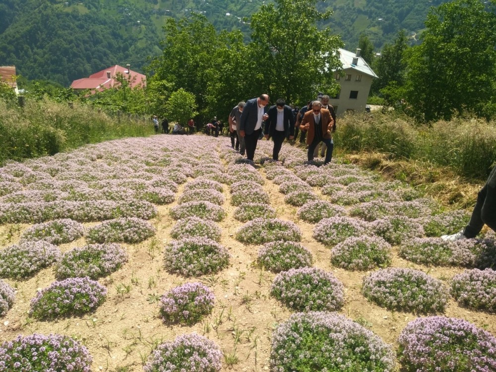 Rize’nin İkizdere ilçesinde dağ kekiği hasadına başlandı 