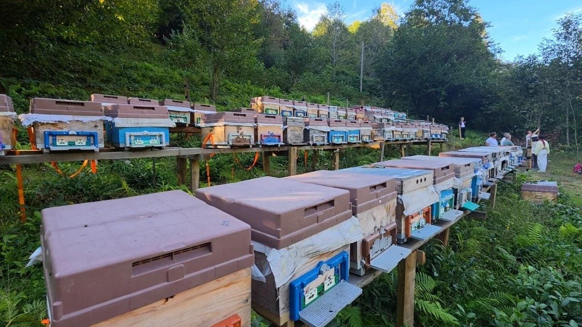 Rize'ye özgü 9 Satsuma mandalina çeşidi tescillendi, sertifikalı fidan için temel atıldı