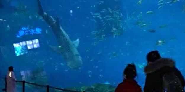 Robot balina köpekbalığı tanıtıldı