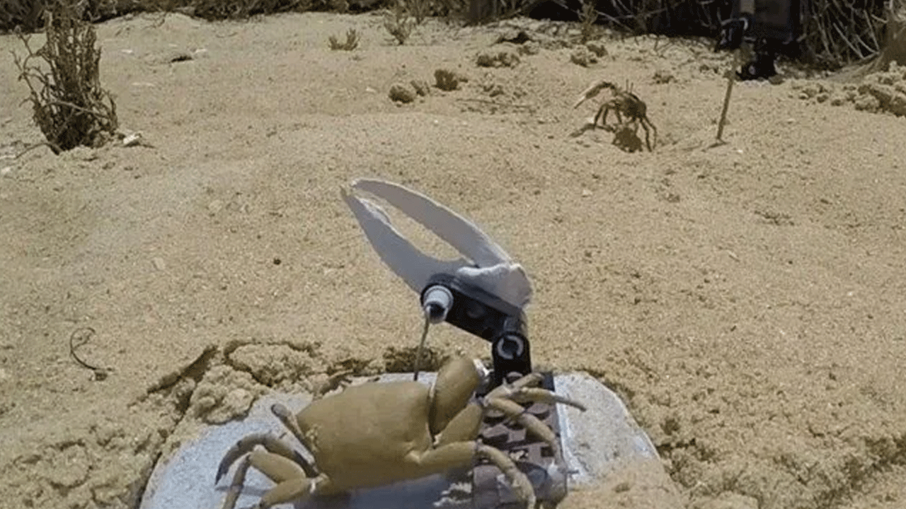 Robotlar ve canlılar arasında ilk savaşı robotlar kaybetti: Kıskanç yengeçler robotu parçaladı