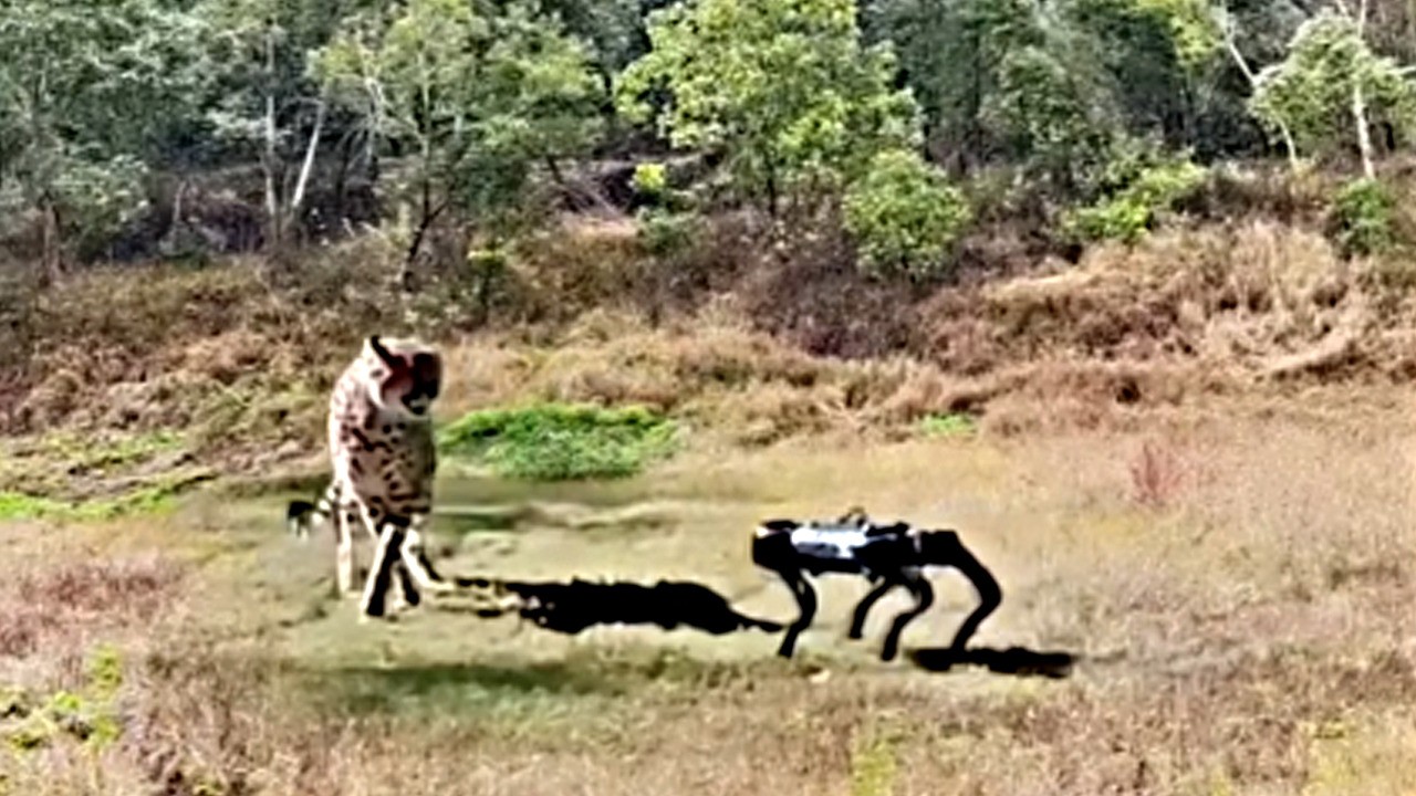 Robotu gören kaplan bile ne yapacağını şaşırdı! Artık robotlar sizi şaşkına çevirecek!