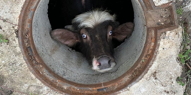 Rögara düşen manda yavrusunu itfaiye kurtardı