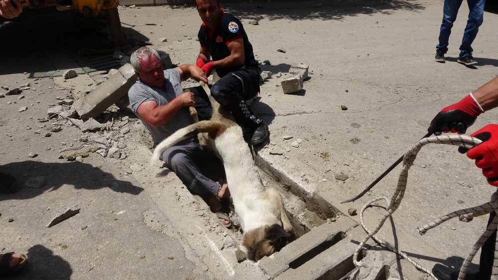 Rögarda köpek kurtarma operasyonu 