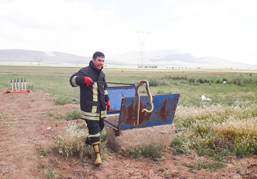 Rögardan çıkarılan yılanlar doğaya bırakıldı 