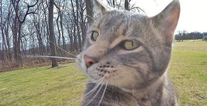 Roma belediyesi başkan adayının ilginç vaadi