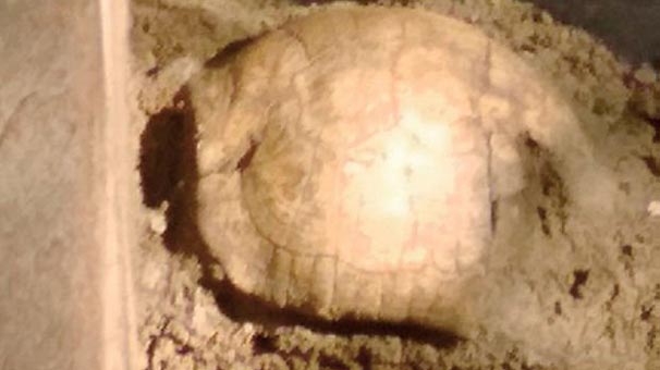 Roma mezarından 2 bin yıllık kaplumbağa kabuğu bulundu