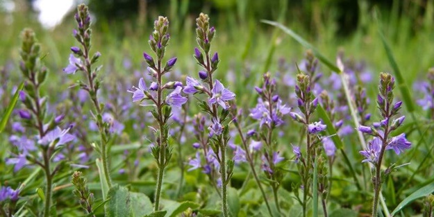 Romalıların çıban otu