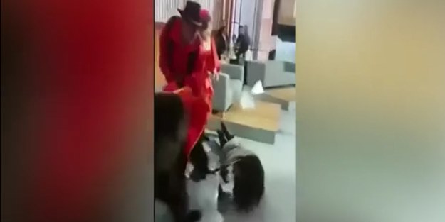 Rus ayısı TV programında sunucuya saldırdı