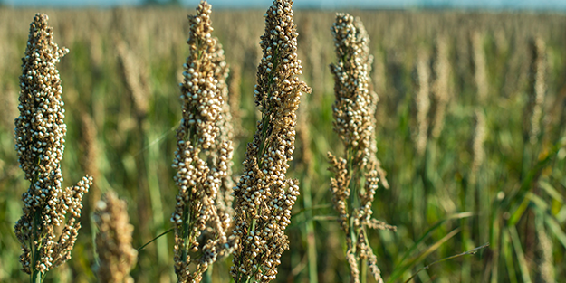 Rus basını duyurdu! Türkiye çılgınlar gibi Rusya'dan almaya başladı