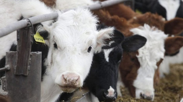 Rus danasına Türk denetimi