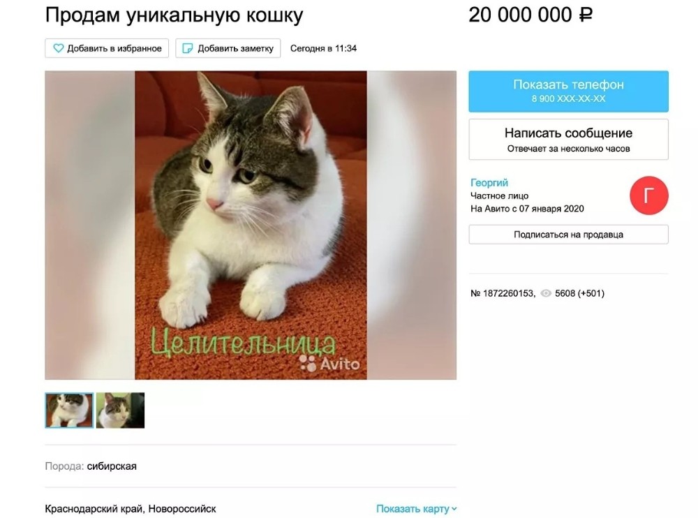 Rus kedisi 320 bin dolara satışa çıkarıldı 