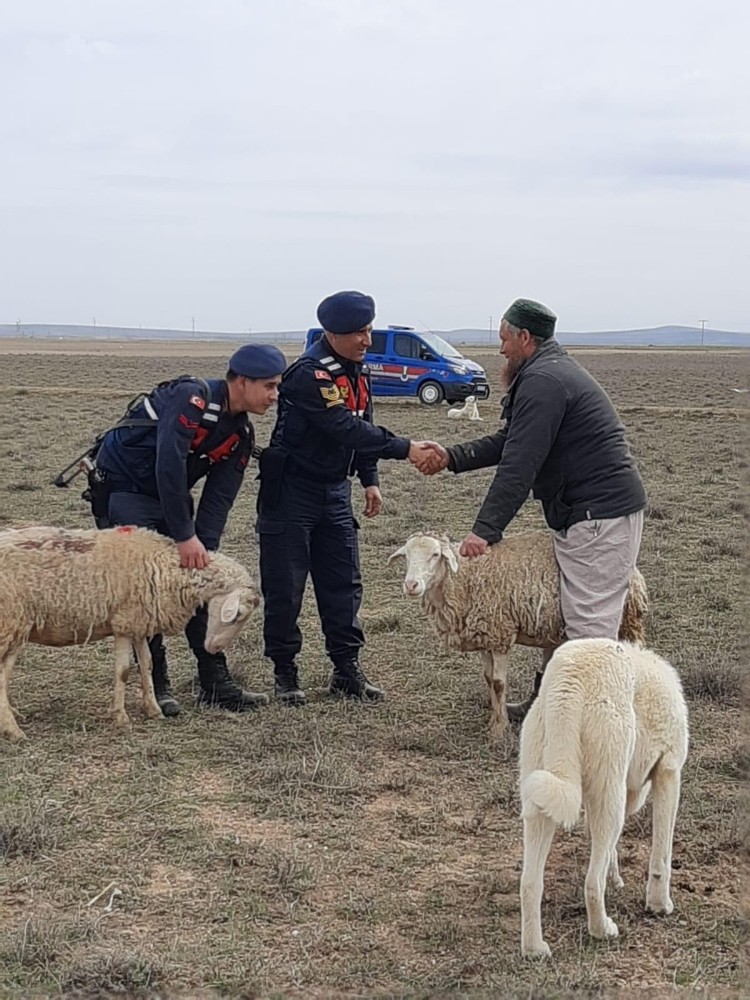 Rus koyun hırsızı yakalandı 