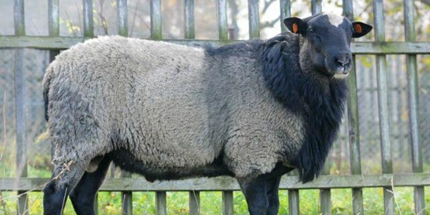 Rus koyunu ülkemize geliyor