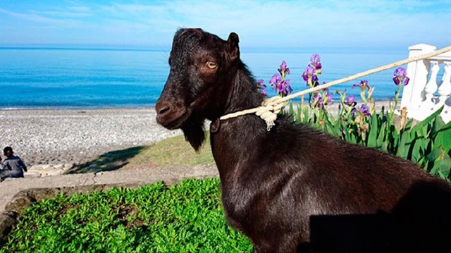 Ruslar keçiye Obama ismini verdi