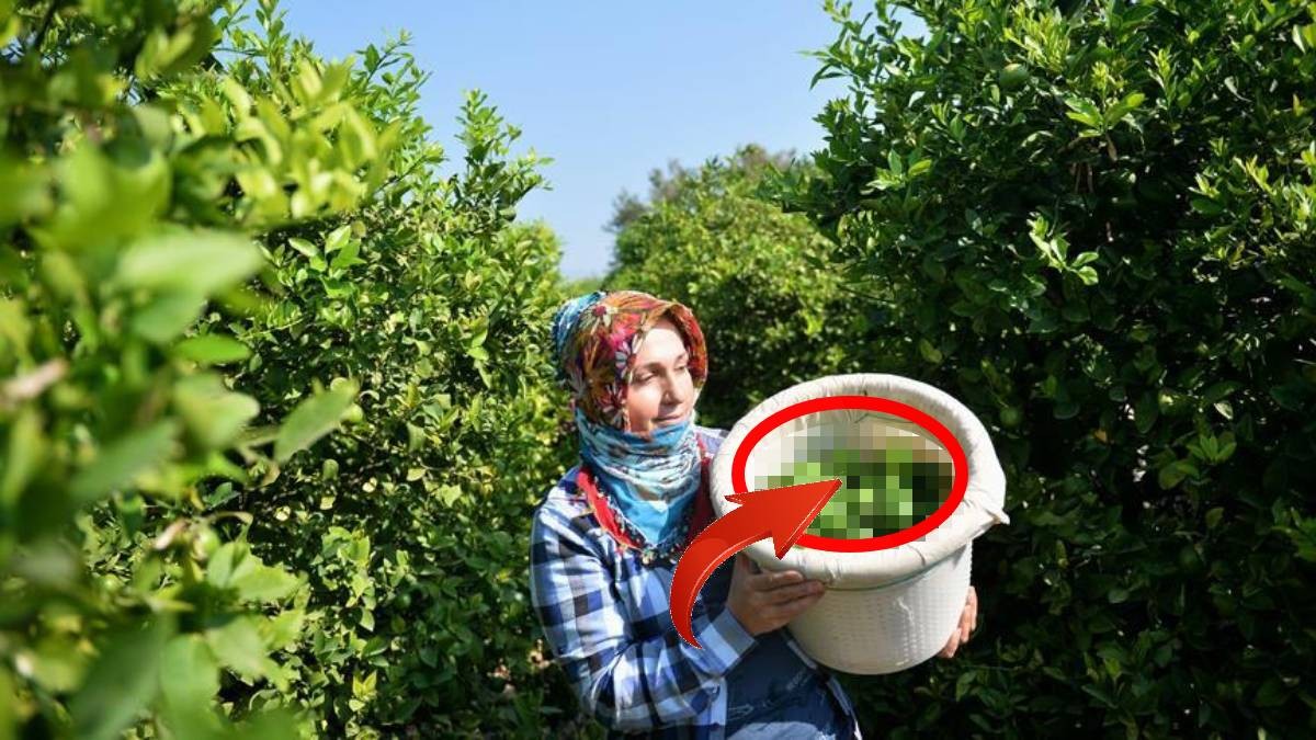 Ruslar, o bölgemizdeki bu ürün için sıraya girdi! Olacak şey değil! Kapış kapış götürüyorlar