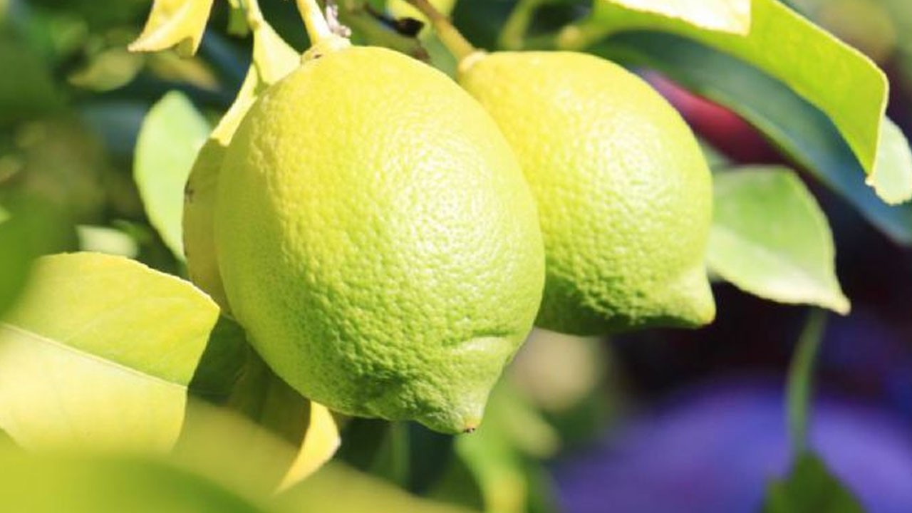 Mandalina, limon ve portakal ihracatta yüzleri güldürdü