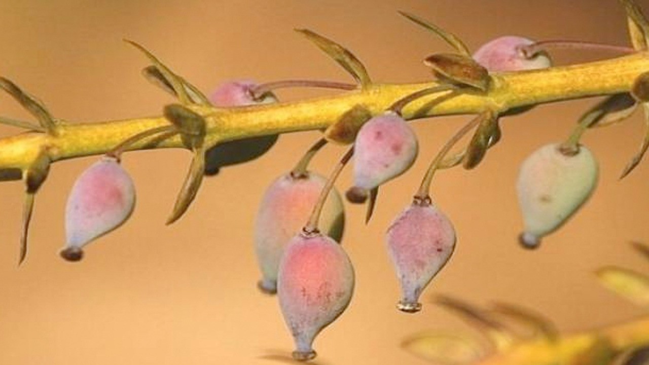 Rusların çok az hasta olmasının sırrı ortaya çıktı: Türkiye'de değeri bilinmiyor