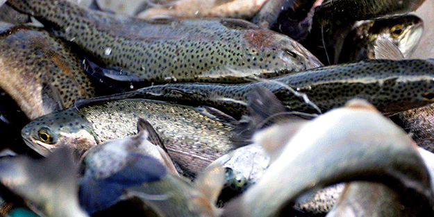 Rusya beklenmedik gelişmeyi duyurdu: Türkiye'den gönderilen balıklarda tespit ettik