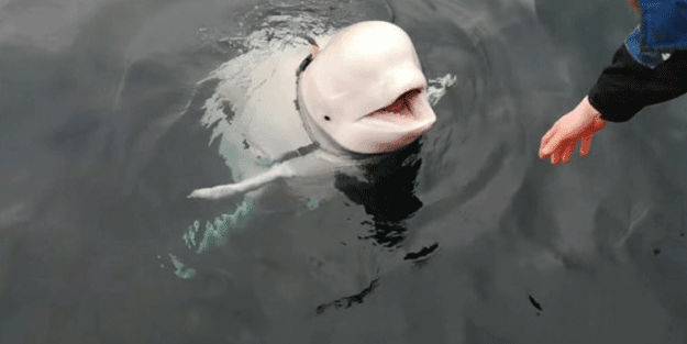 Rusya ile Türkiye arasında büyük krize neden olan Beyaz Balina ajan mıydı?