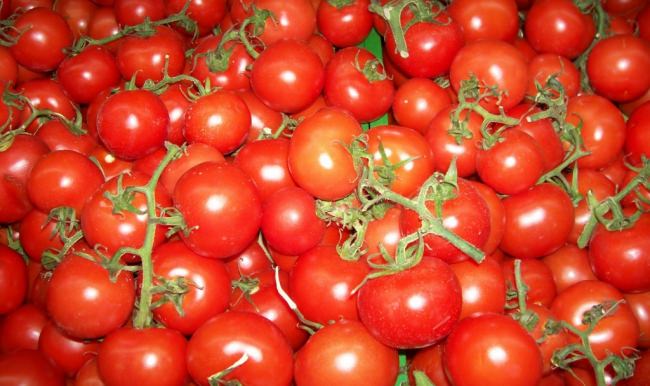 Rusya izin vermedi domates elde kaldı!