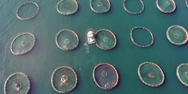 Rusya, Japonya ve çok sayıda ülke ondan almak için Türkiye'nin kapısını çaldı! Yarım milyarı geçti