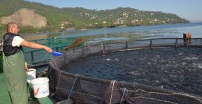 Rusya ve Japonya’ya havuz balığı ihracatı