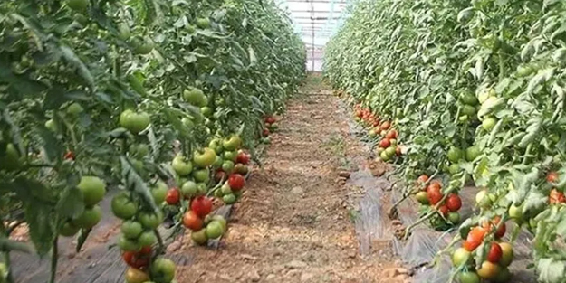 Rusya yine Türkiye'yi seçti! Batı Akdeniz'in ihracatında lider ülke Rusya: Dikkat çeken seçimlerin detayı