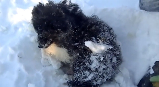 Rusya'da yavru köpek karlar altında ölmek üzereyken bulundu