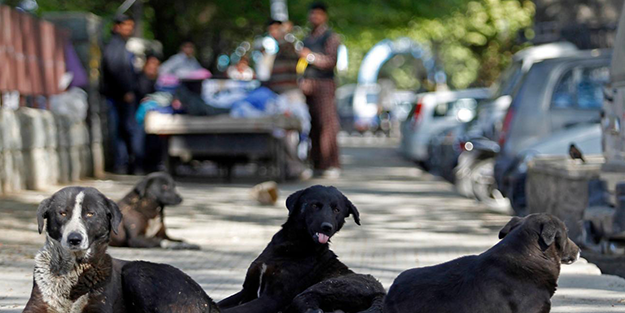 Rusya'dan başıboş köpek kararı! Bizdeki köpekperestler her an ayaklanabilir