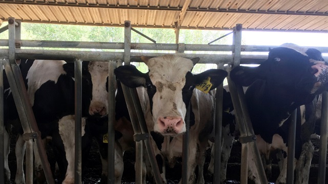 Rusya'dan et ithalatı için denetleme çalışmaları başladı