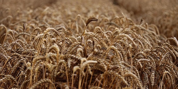 Rusya'dan tahıl açıklaması