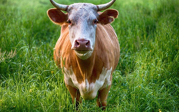 Rusya'dan Türkiye'ye sığır ithalatı