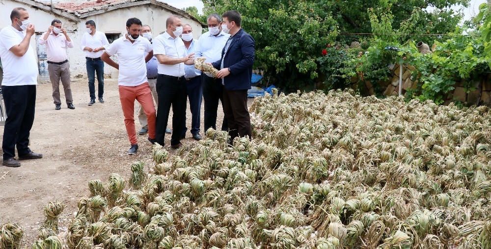 Rusya’nın korona ve antibiyotik sarımsağı Aksaray’dan 
