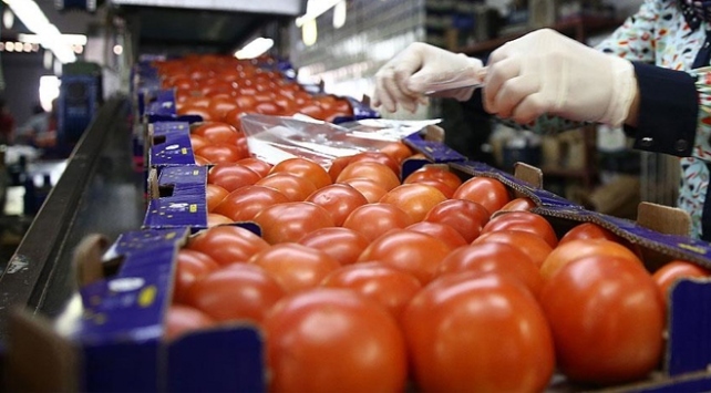 Rusya'ya domates ihracatında yeni dönem başladı