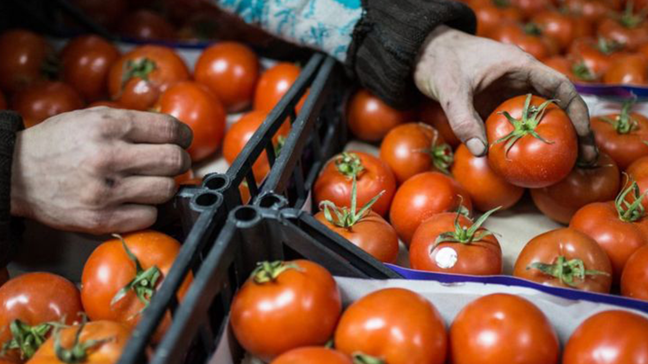 Rusya'ya giden sebzeler kapıdan döndü