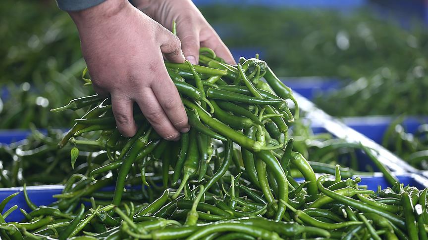 Rusya'yı yaş meyve sebzede o ilimiz besliyor
