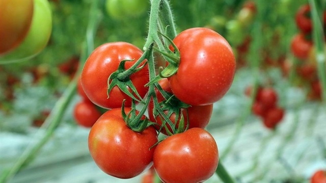 Rusya'yla önemli 'domates' görüşmesi