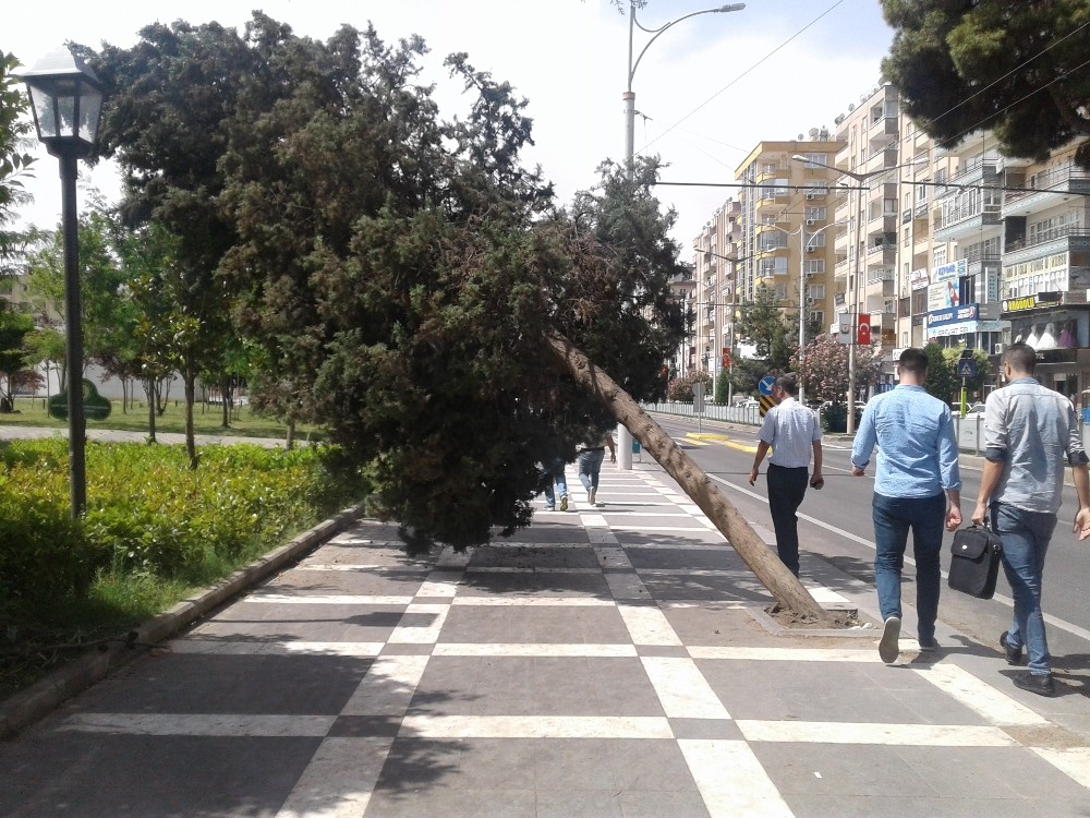 Rüzgardan etkilenen ağaçlar yan yatırdı 