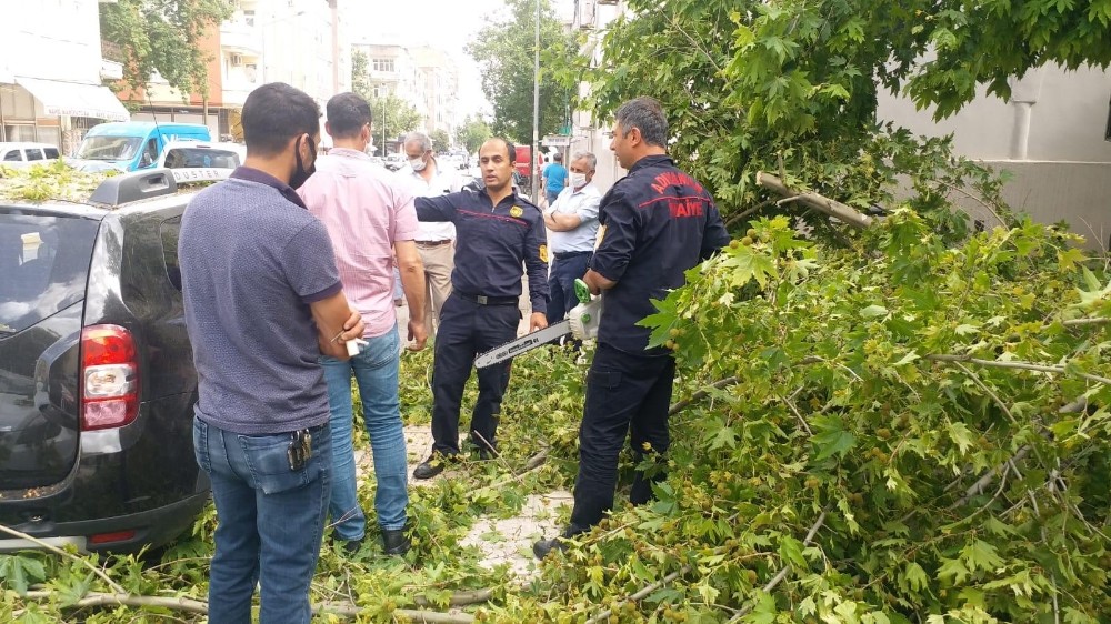 Rüzgarın devirdiği ağaç araçların üzerine düştü 