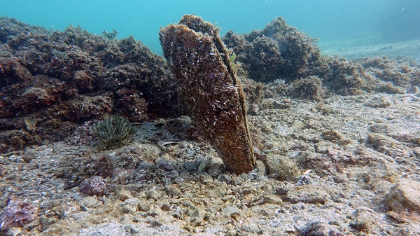 Saatte 6 litre deniz suyunu süzüyor!