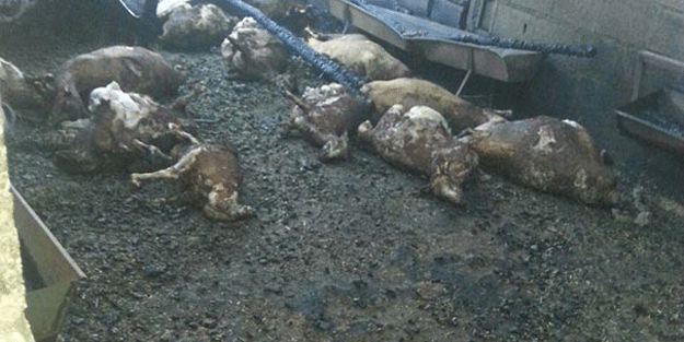 Sabah ahıra gitti korkunç manzara ile karşılaştı…