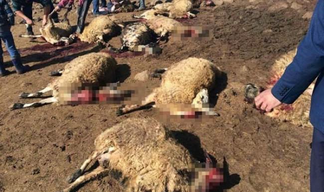 Sabah kalktığında bu manzarayla karşılaştı