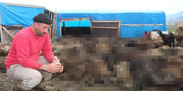 Sabah karşılaştığı manzara şoke etti! Ayakta sadece keçi vardı