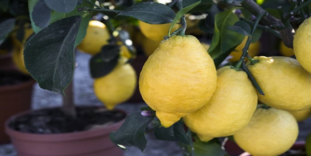 Sabahları limonlu su içmenin 5 mükemmel faydası