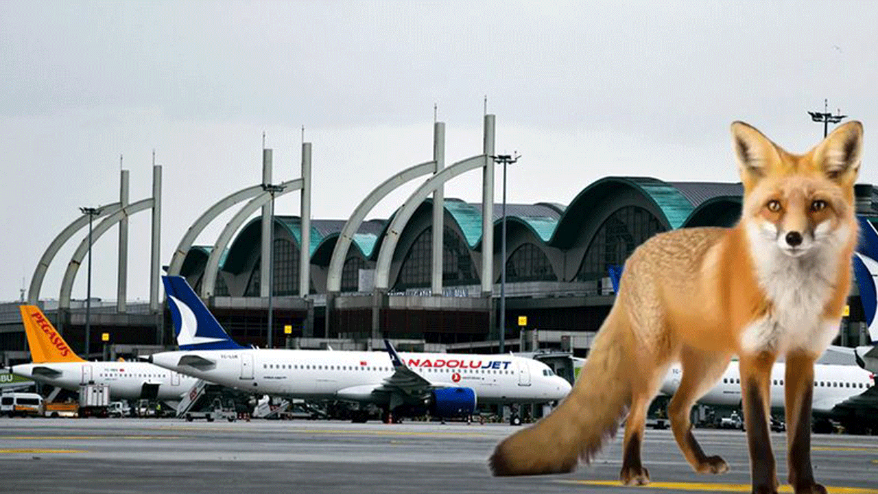 Sabiha Gökçen'de tilki alarmı: Pilotla göz göze geldi!