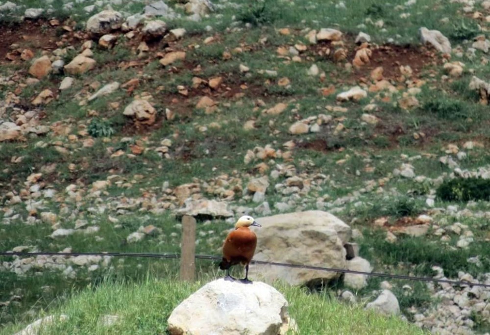 Sadakatin simgesi olan angut kuşu Göksun’da görüntülendi 